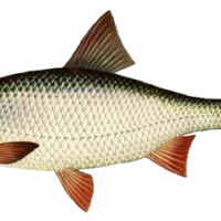 Дағыстандағы әуесқойлық порно