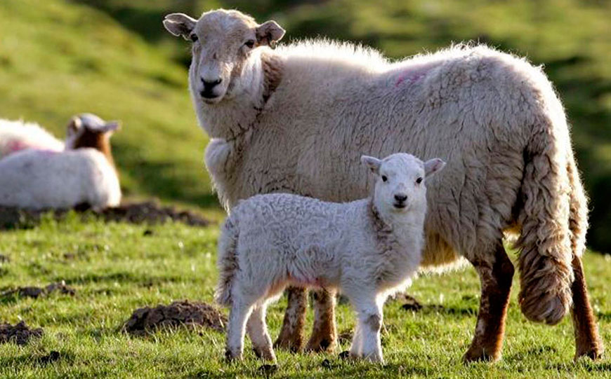 Мал піштірудің үкімі қандай?