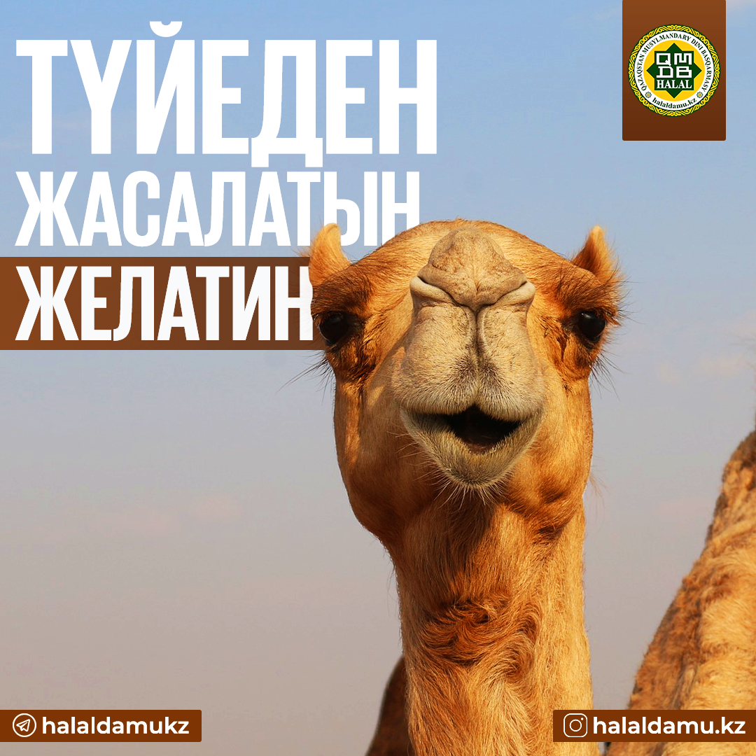 Түйеден жасалатын желатин