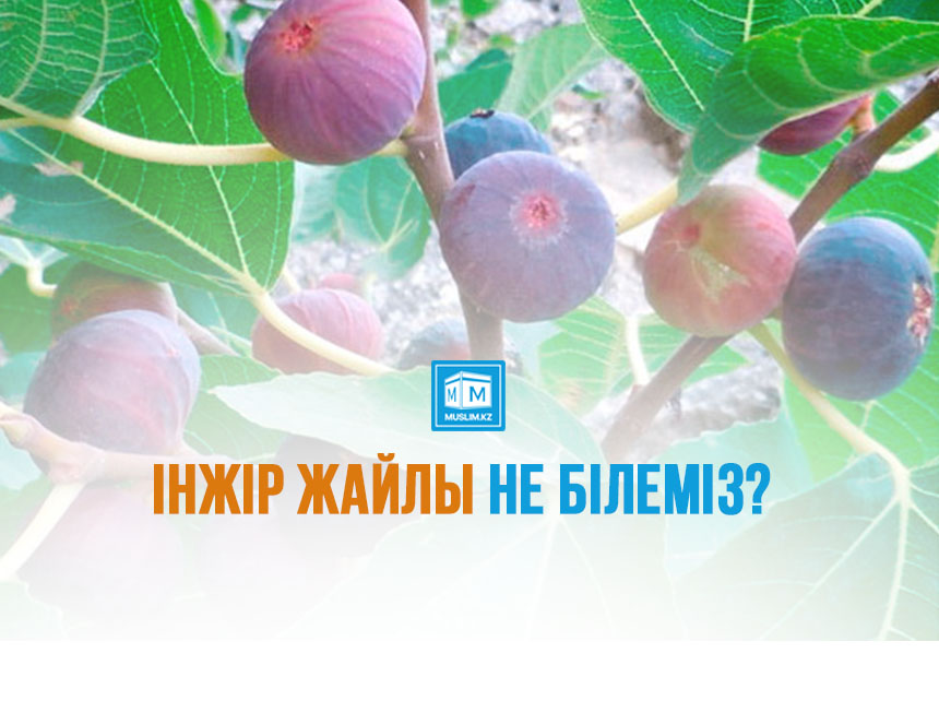 Інжір жайлы не білеміз?!