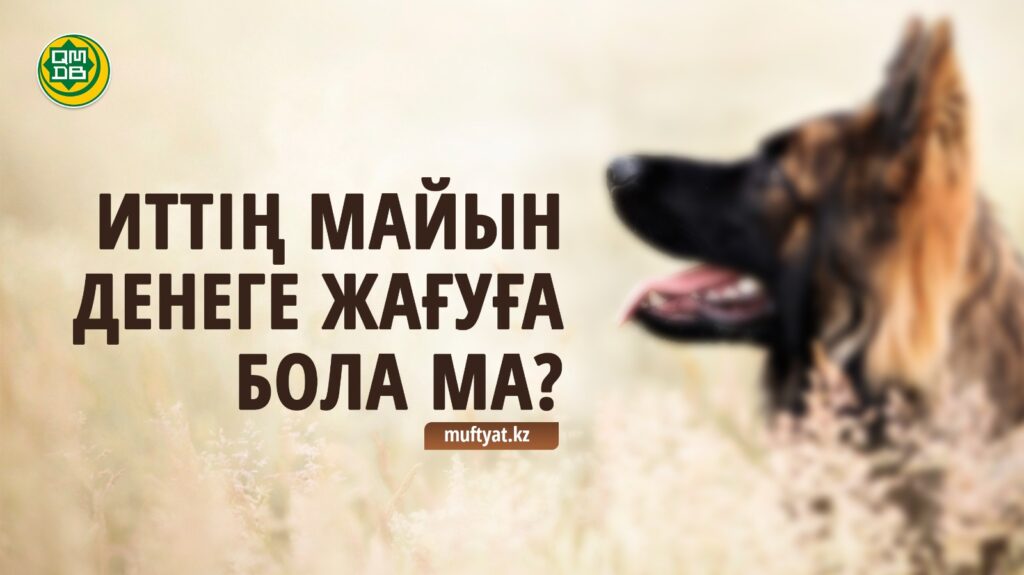 ИТТІҢ МАЙЫН ДЕНЕГЕ ЖАҒУҒА БОЛА МА?!