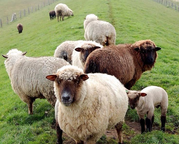 ЕТІ ЖЕЛІНЕТІН ЖАНУАРДЫҢ ХАРАМ БОЛҒАН АҒЗАЛАРЫ