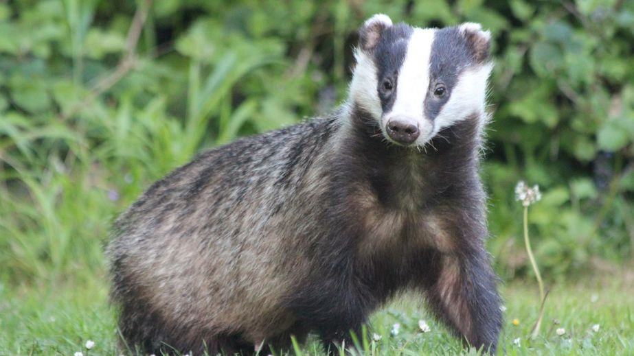 БОРСЫҚ МАЙЫ МЕН ЕТІ АДАЛ МА?