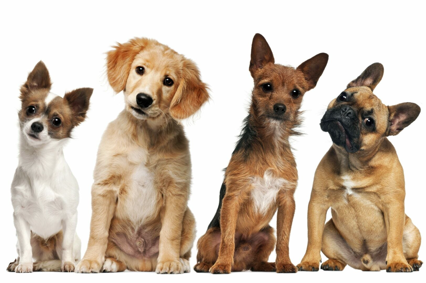 ИТТІҢ ЖҮНІНЕН ЖАСАЛҒАН КИІМДІ КИЮГЕ БОЛА МА?!