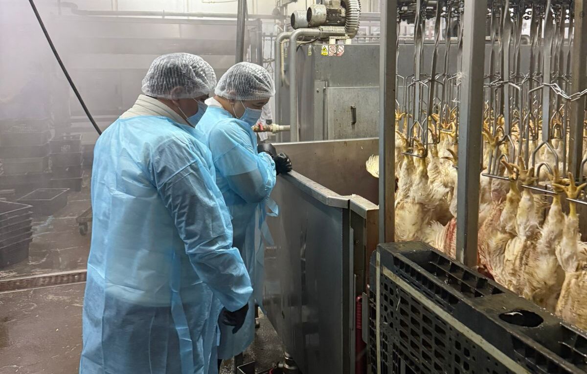 АЛМАТЫ ОБЛ.: ҚҰС ФАБРИКАЛАРЫ ТЕКСЕРІЛУДЕ